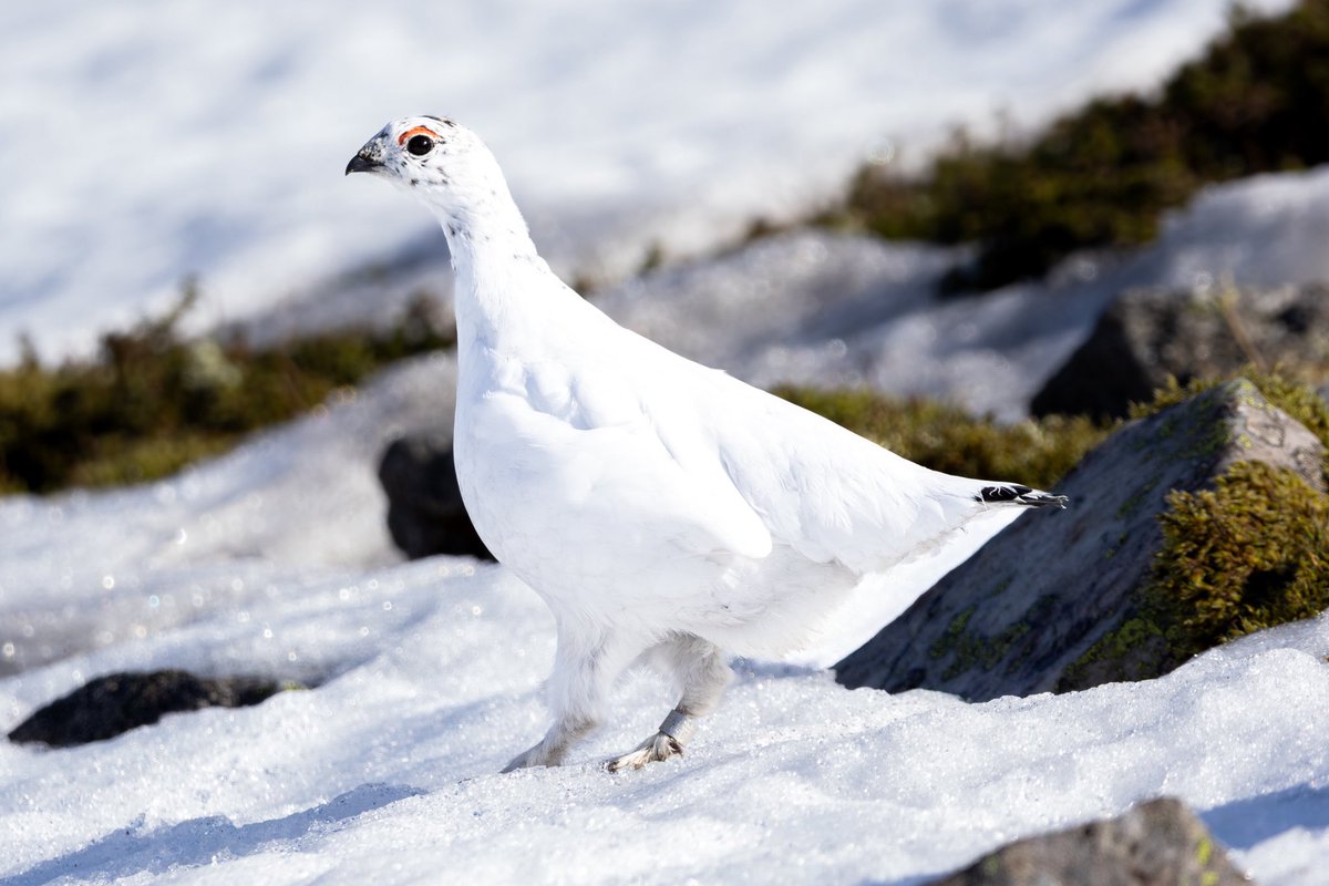 One of the highlights of last week’s Cairngorms trip - female Ptarmigan in full winter plumage! One of three birds seen on the snow-covered slopes north of Glenshee!