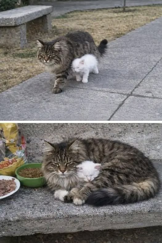 Cat is Amazing 🐈‍⬛ tweet media