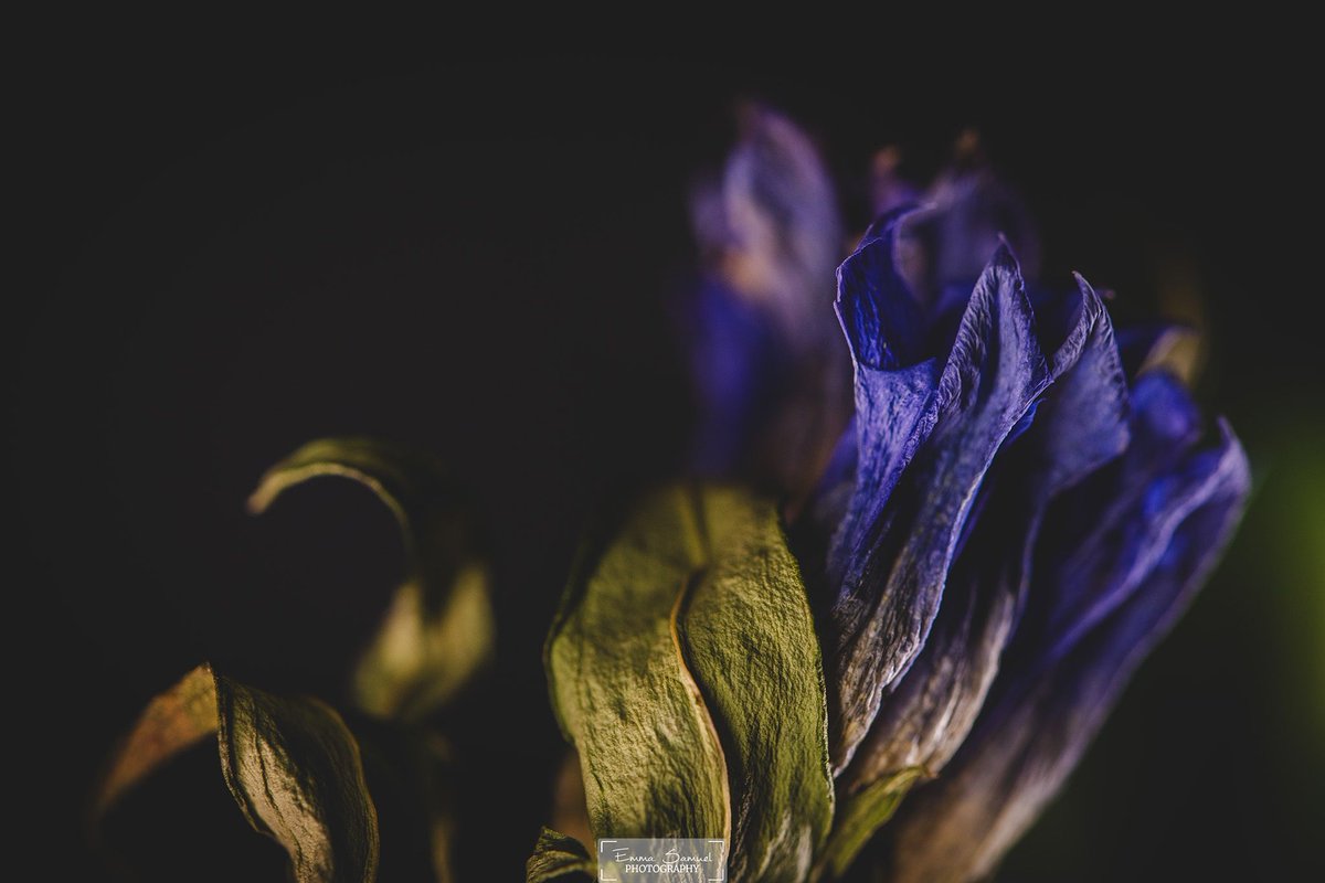 Only 24 hrs left!! 🚨 

OE 1.5 tez
4 editions minted

Don't miss this!

"Staying True"