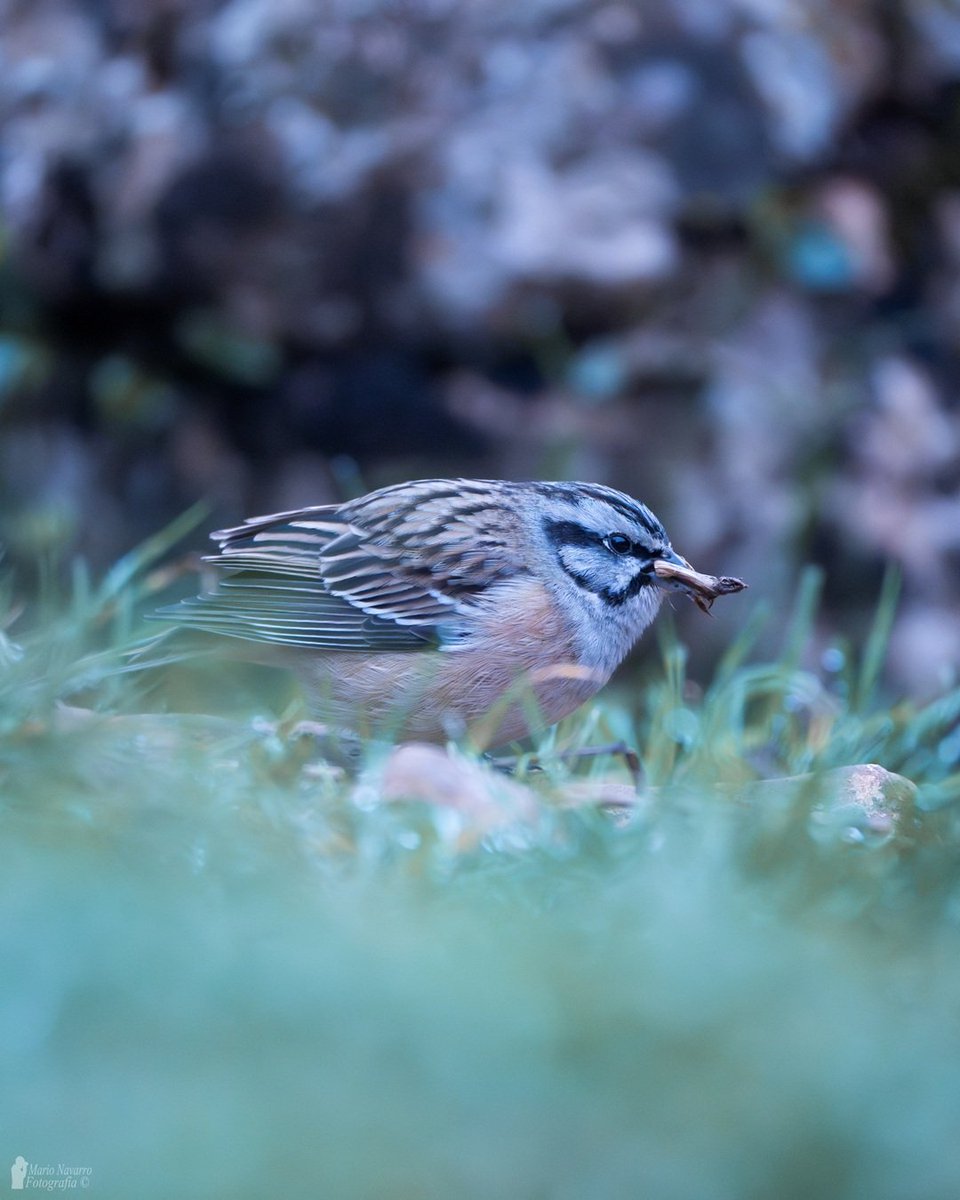 Mario Navarro tweet media