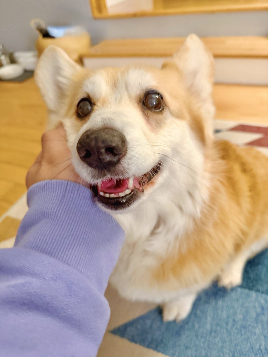 Lilo the Welsh Corgi tweet media