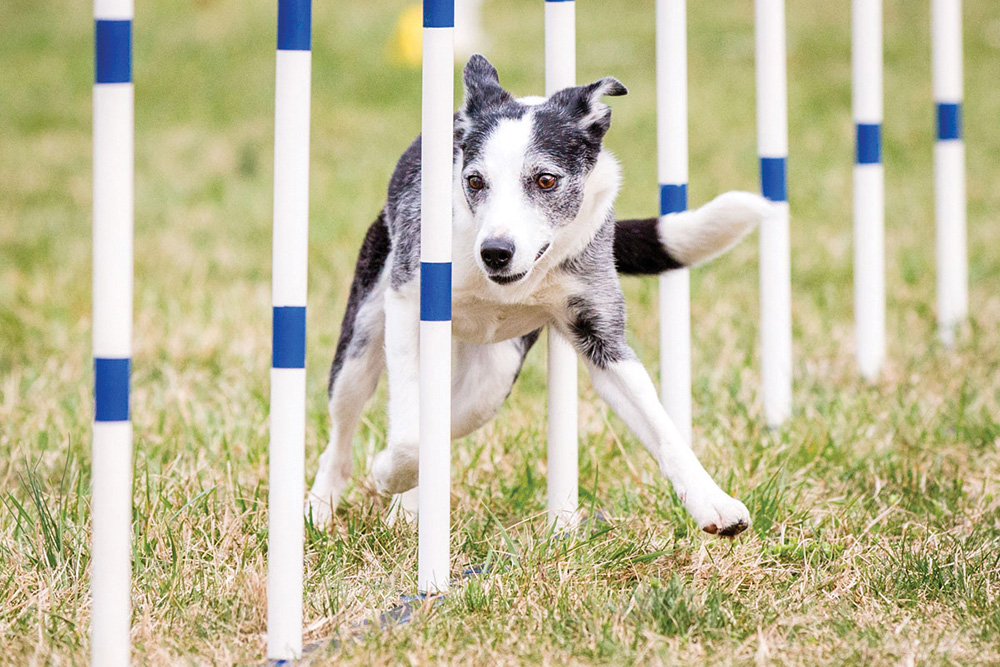 NRVMagazine's tweet image. Dogs + agility = fun, fitness &amp;amp; bonding! 🐶💨 From Chihuahuas to Bernese Mountain Dogs, any pup can love jumps, tunnels &amp;amp; ramps. Tired dogs = happy dogs!

Read more: nrvmagazine.com/tunnels-jumps-…

#DogAgility #SWVA #DogTraining #PetFun #AllAmericanDogSports