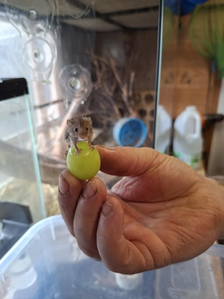 Tweets Of Hamster tweet media