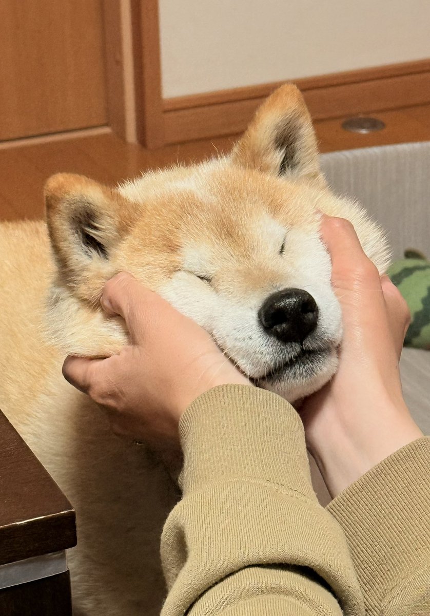 shibasora_days's tweet photo. 📸2026.3.23

今日も仕事から帰宅したら、わざわざ立ち上がってお出迎えしてくれたので…

我慢できずにムギューしちゃいました😍✨

目がなくなるくらいムギュってごめんね🙏💦

※明日は勤務時間が長いため、ただでさえ遅い返信がさらに亀さんペースになりますが、何卒ご容赦くださいませ🐢

#柴犬 https://t.co/DNbtq3vArI