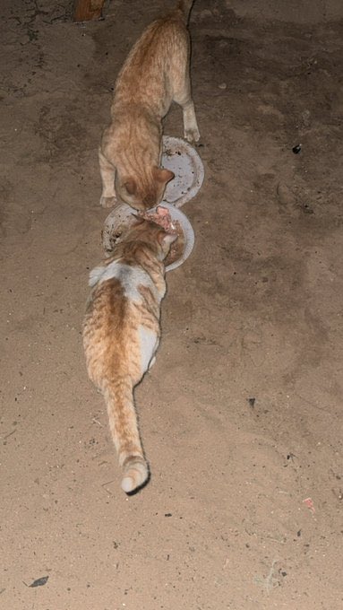 MOHAMMED𓂆 tweet media