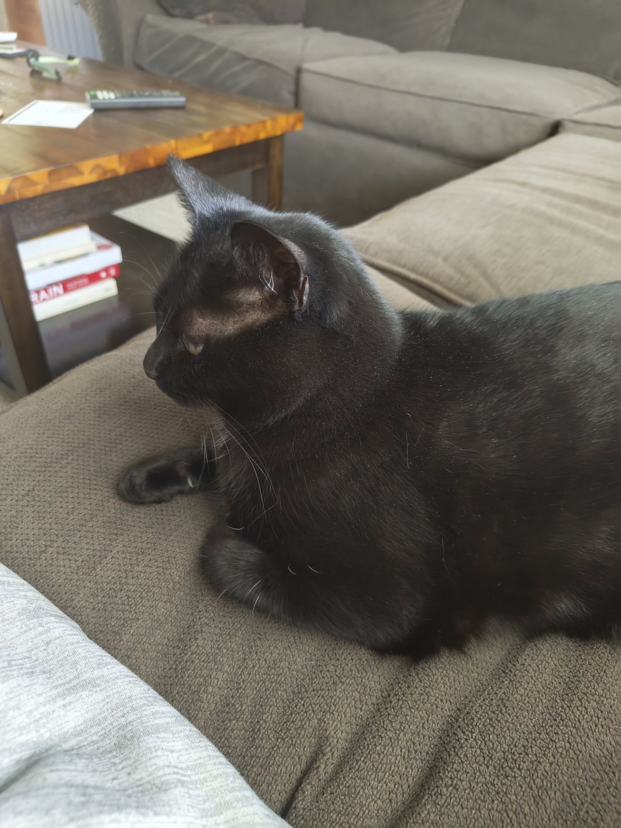 foolse🐾 tweet media