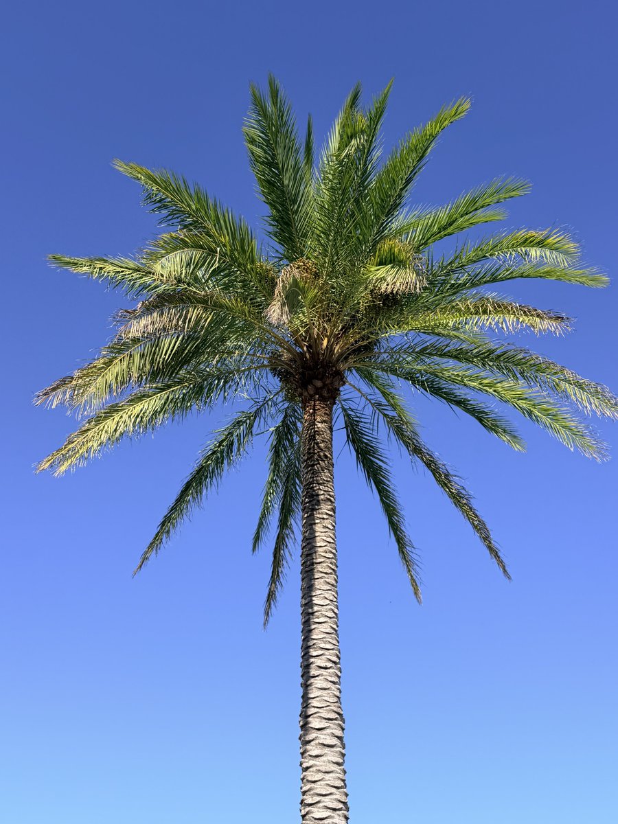 Dr J Rould tweet media