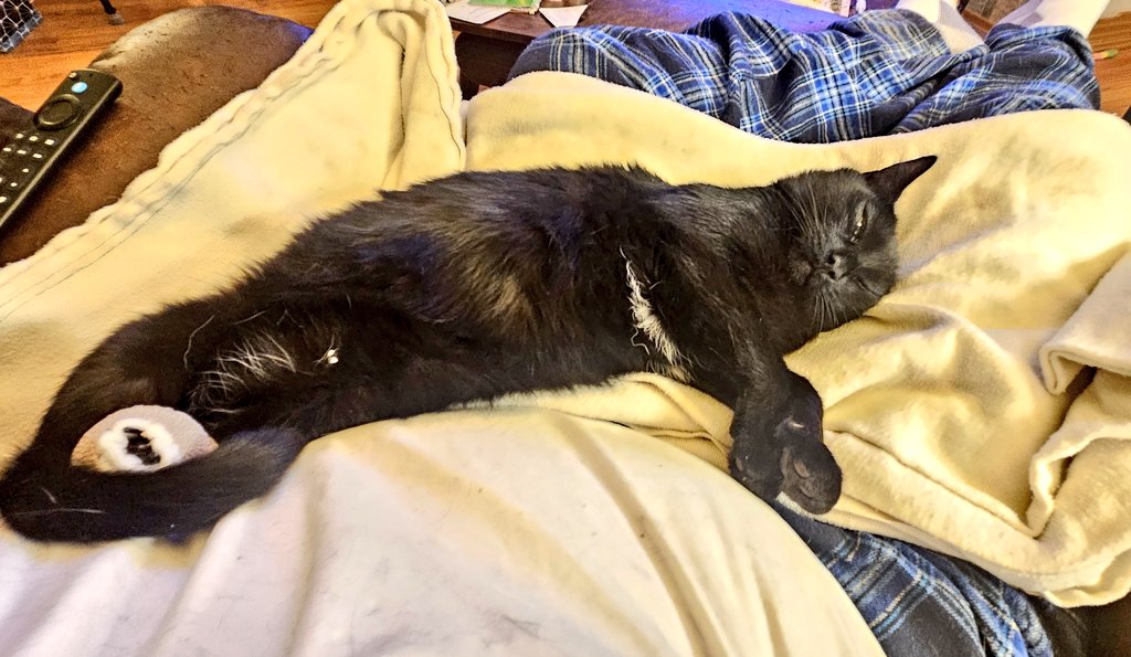 EdFatherOfCats tweet media