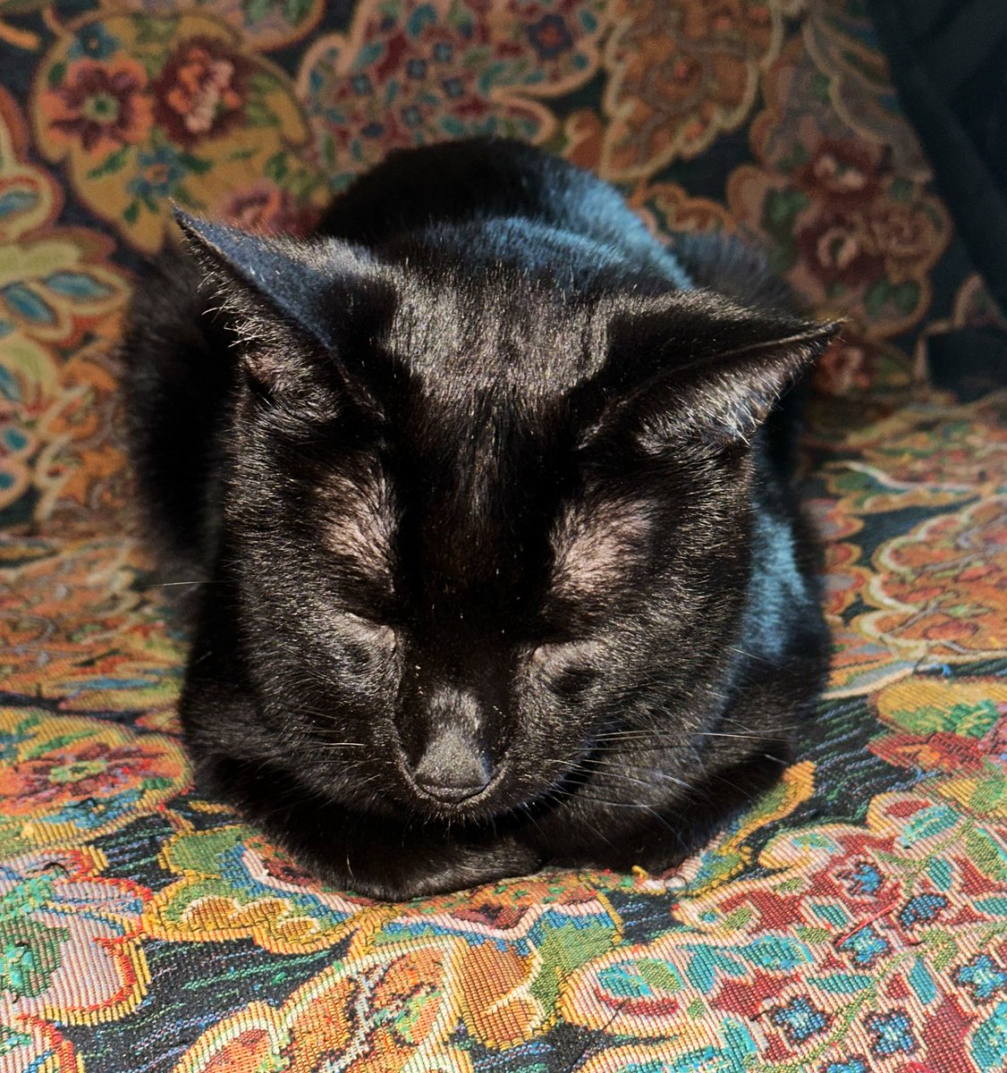 Boots and Binx: bonded bros tweet media