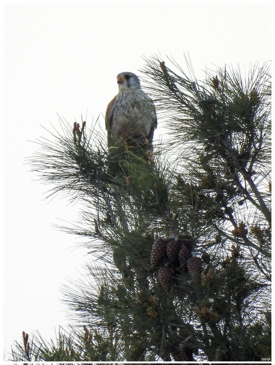 Yama 山 tweet media