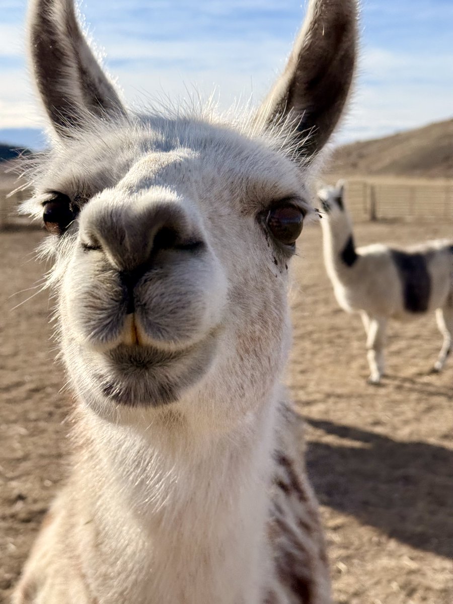 Kindness Ranch tweet media