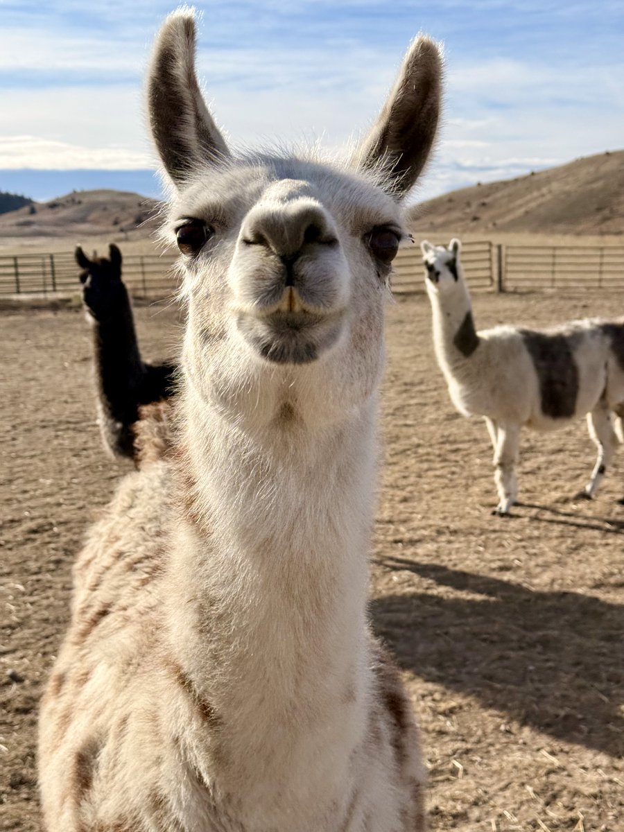 Kindness Ranch tweet media