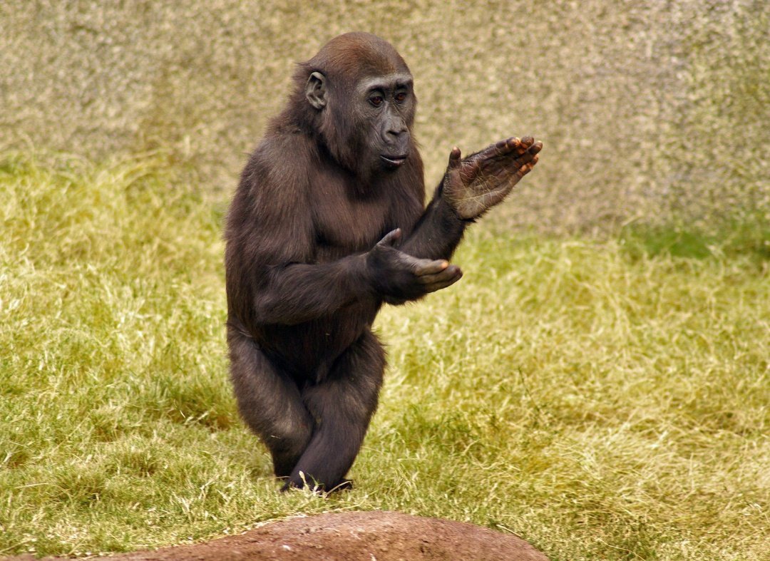 D #BetinhasFC tweet media