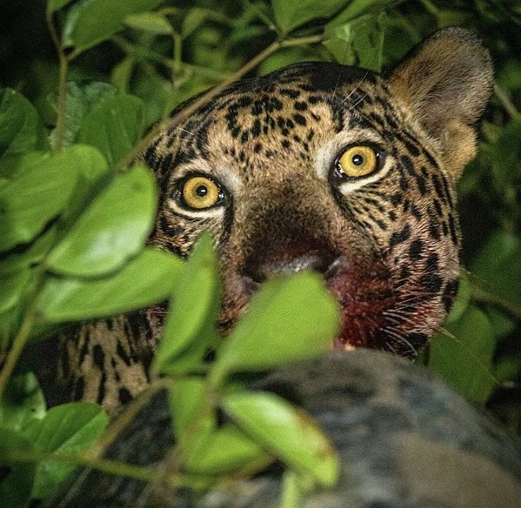 Eleftheros tweet media