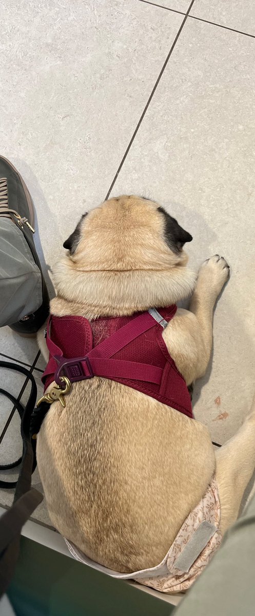 Doppelpug Biene & Beauty (Ministerium f. Mumpitz) tweet media