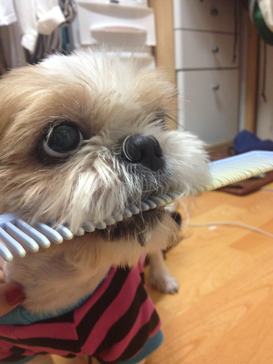 고둘멈하나 로보미🐱🐱🐶 tweet media