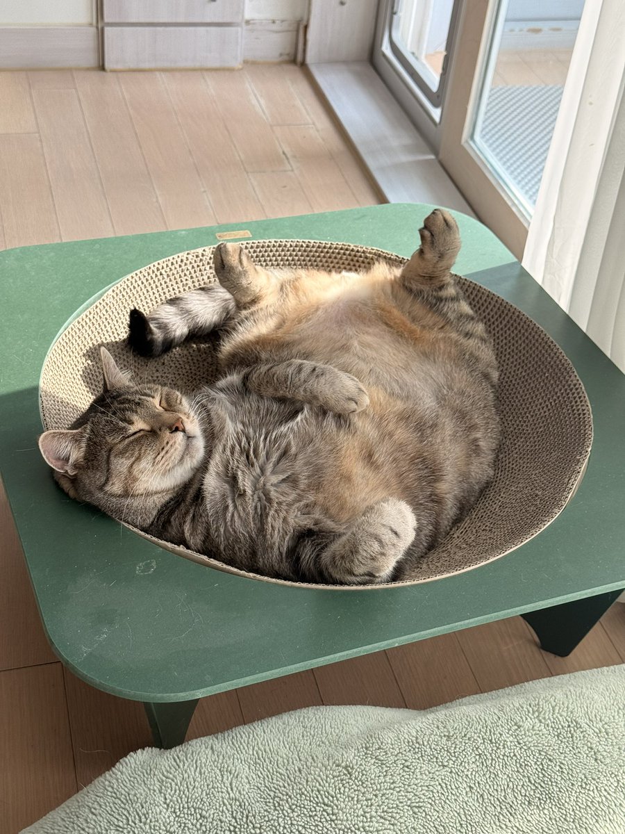 고둘멈하나 로보미🐱🐱🐶 tweet media