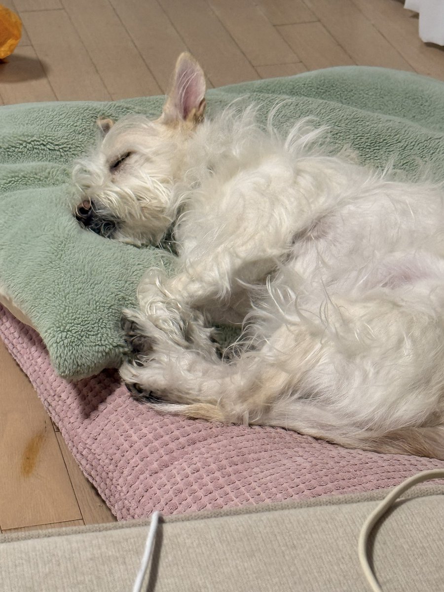 고둘멈하나 로보미🐱🐱🐶 tweet media