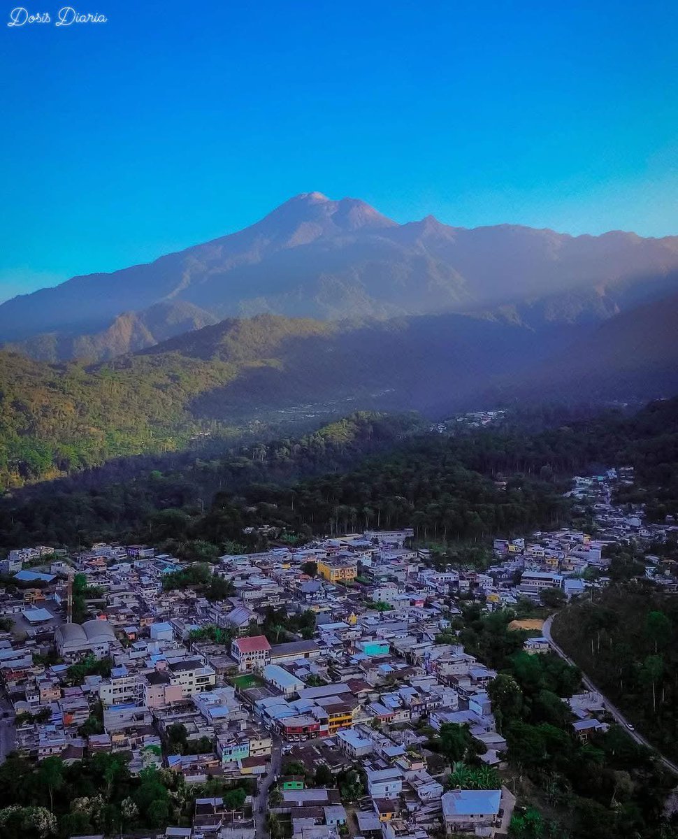 hormiga miga tweet media