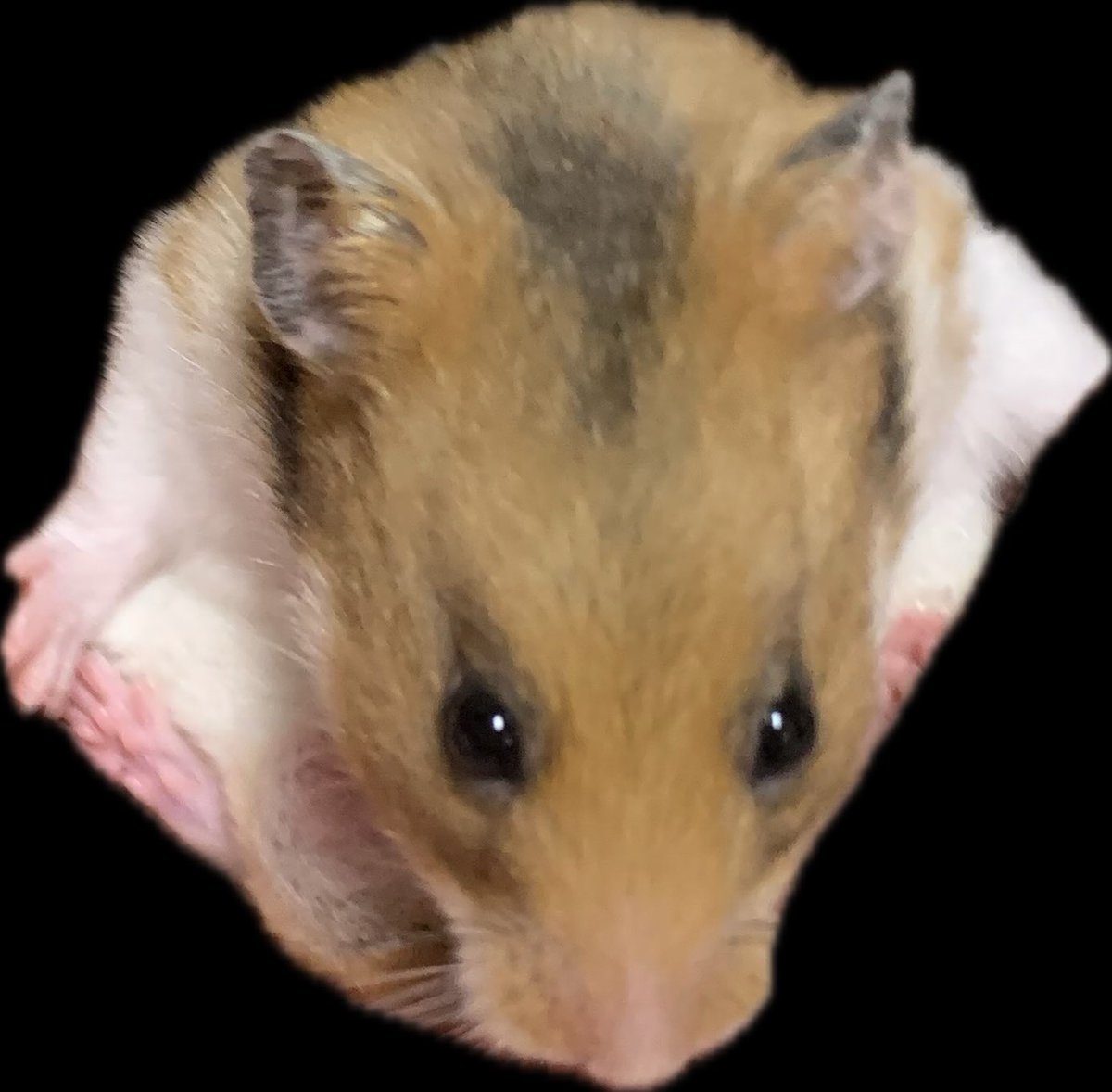 rika@某ソシャゲの騎空団 元 団長 tweet media