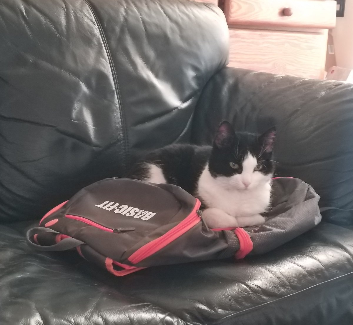 Dennis & Sheeba!🇳🇱 tweet media