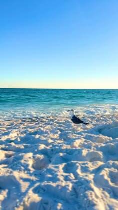 The Beach Network tweet media