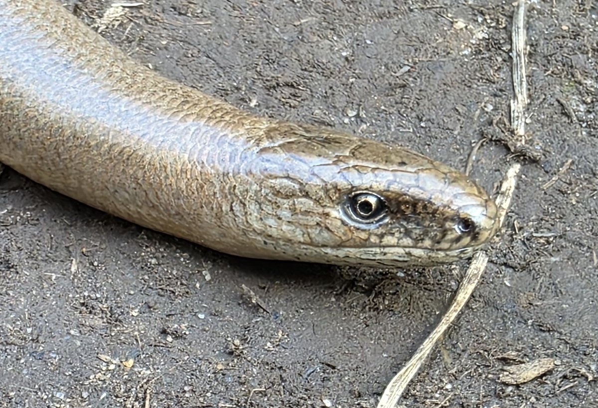 Pajarines tweet media