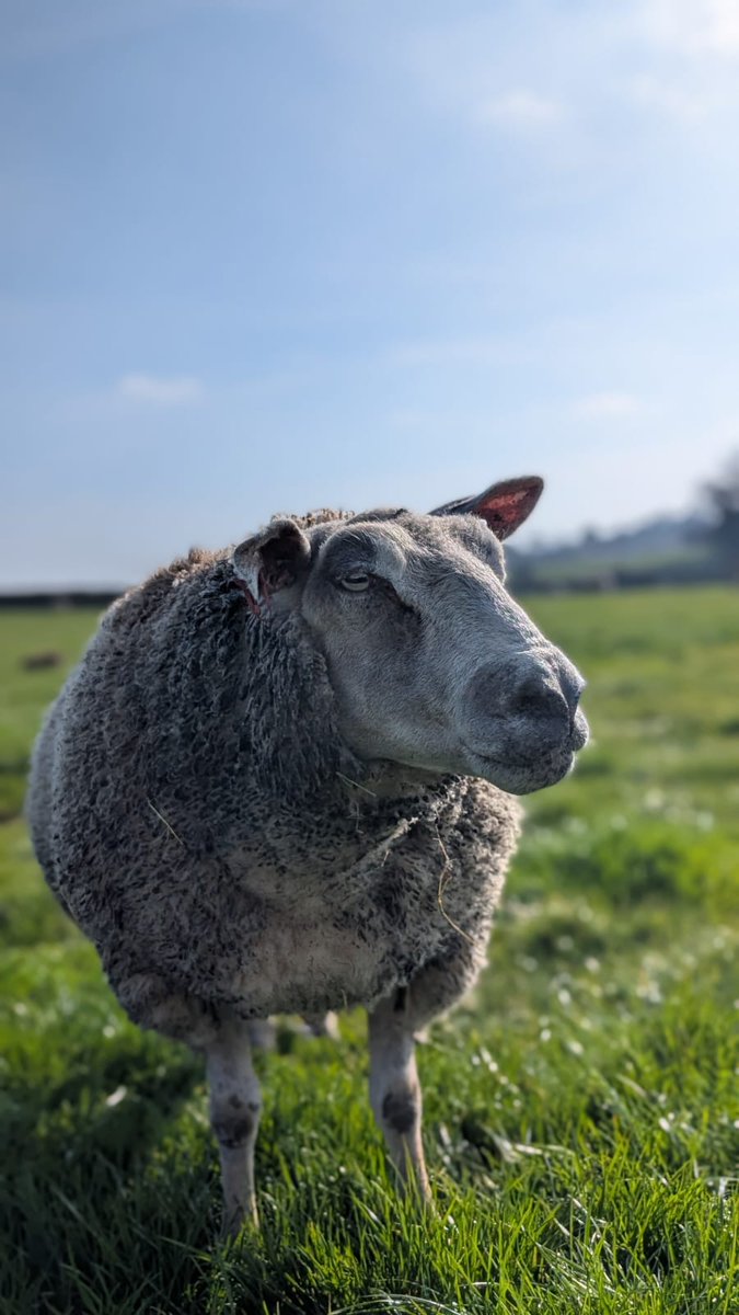 fars_sanctuary's tweet image. Hi &amp;amp; #HappyMonday friends 👋 – from our feral kitties, from the sheepies, from the FARS humans, from everyone 🐈🐑🐔🐖🤗

When the sanctuary is bathed in gentle spring sunshine, it makes ALL our hearts glad, humans &amp;amp; animals alike ☀️💖

Pls be #KindToAllKind 🙏

#VeganSanctuary