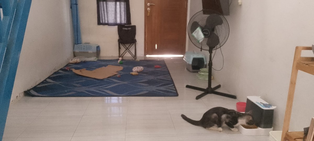 Pet Sitter and cleaning Jogja tweet media