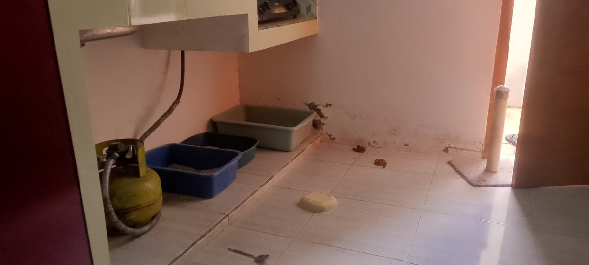 Pet Sitter and cleaning Jogja tweet media