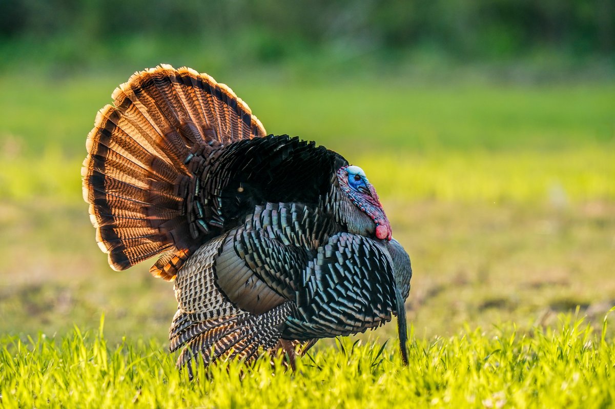 We’re going LIVE tomorrow at 7:00 AM for Raven Brunson’s first turkey hunt ever.

Watch it live exclusively on our JBO Production YouTube channel. Hit Notify Me and tune in early.

Link below
youtube.com/live/epr8XHwo6…

#TurkeyHunt #TurkeySeason #HuntingLive #RavenBrunson