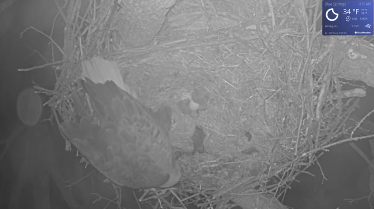 KSHB 41 News tweet media