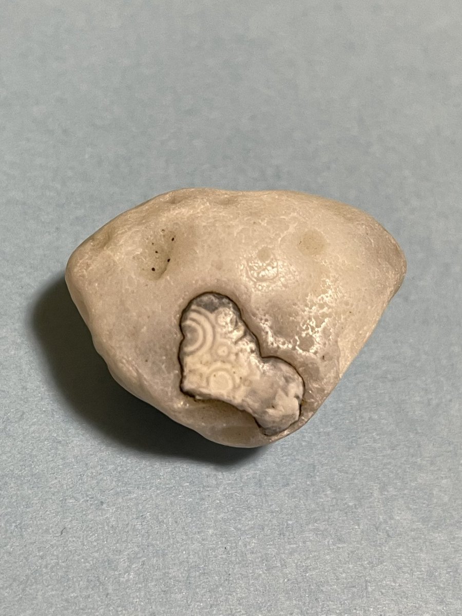 いかこ tweet media