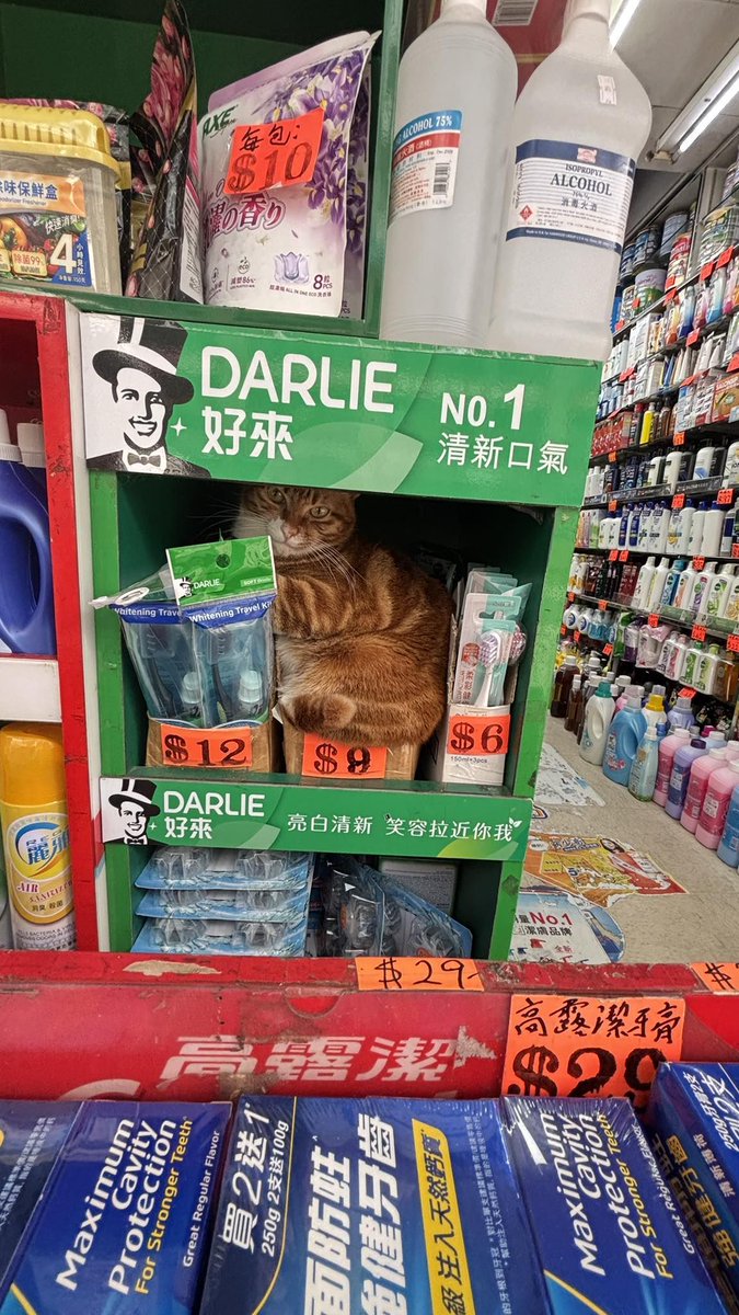 cats with jobs 🛠 tweet media