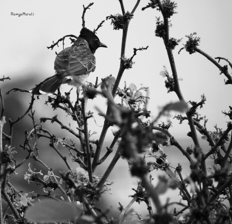 drramyamurali's tweet image. In a world full of color, sometimes black &amp;amp; white says the most! 
It’s #MonochromeMonday — let’s see your captures 📸