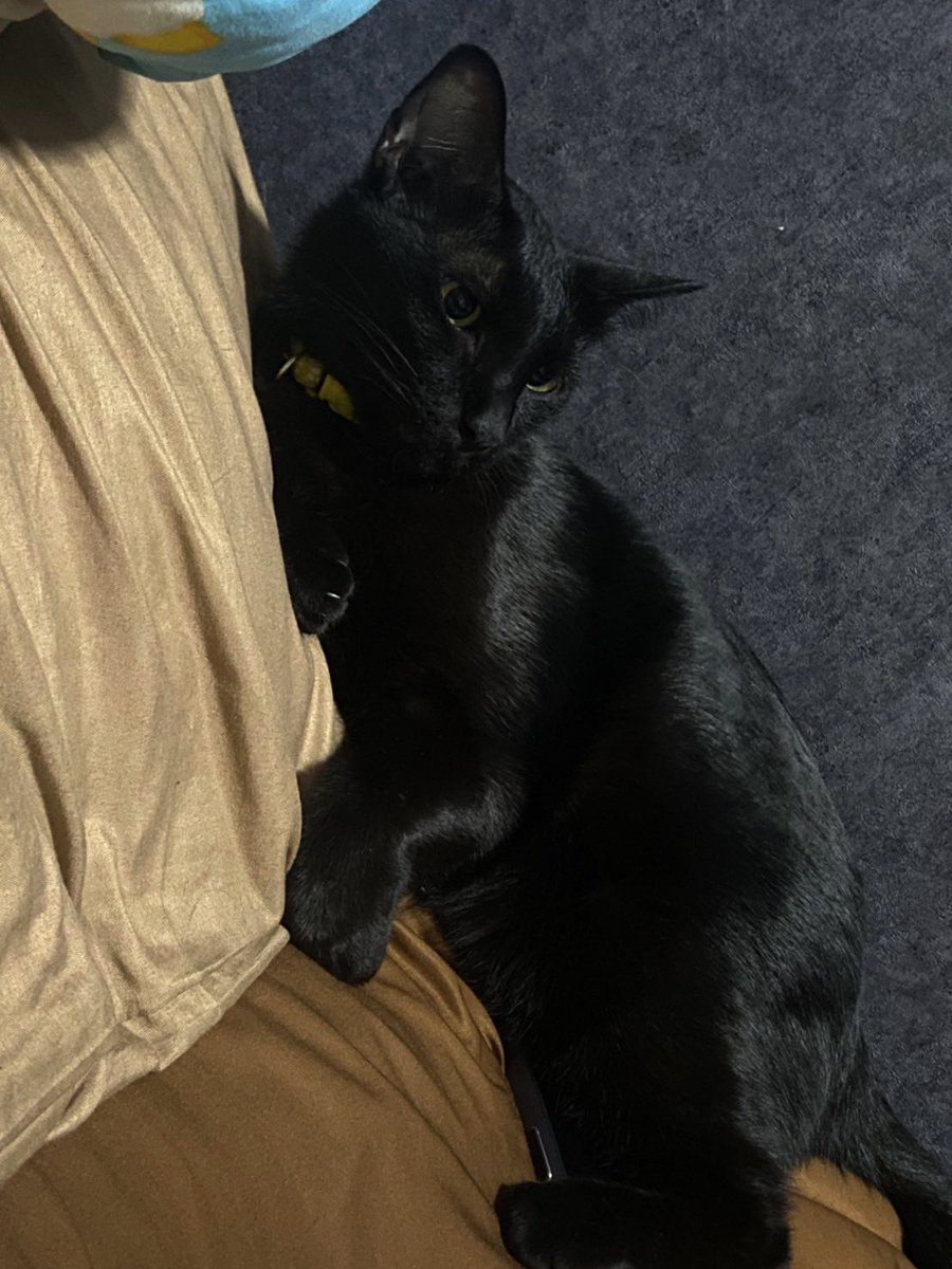 aerishima tweet media