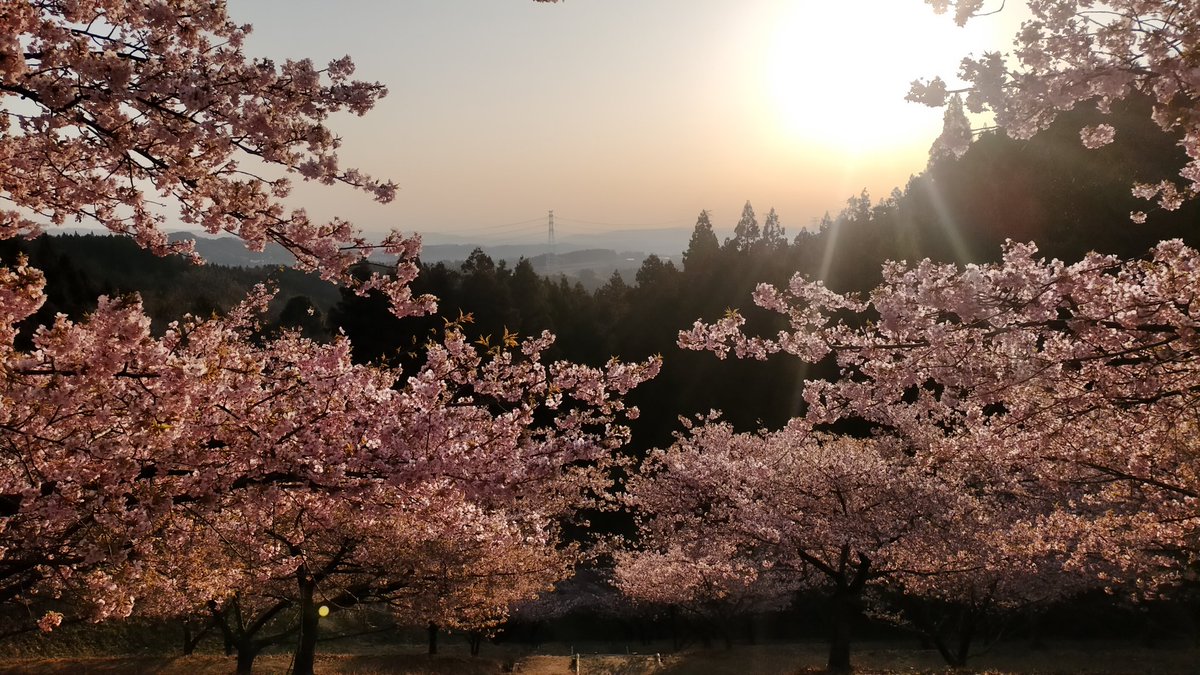 junmsym's tweet photo. 桜満開と妙義の朝

綺麗だ

 #桜
 #妙義
 #道の駅 https://t.co/PD8c4k2ai5