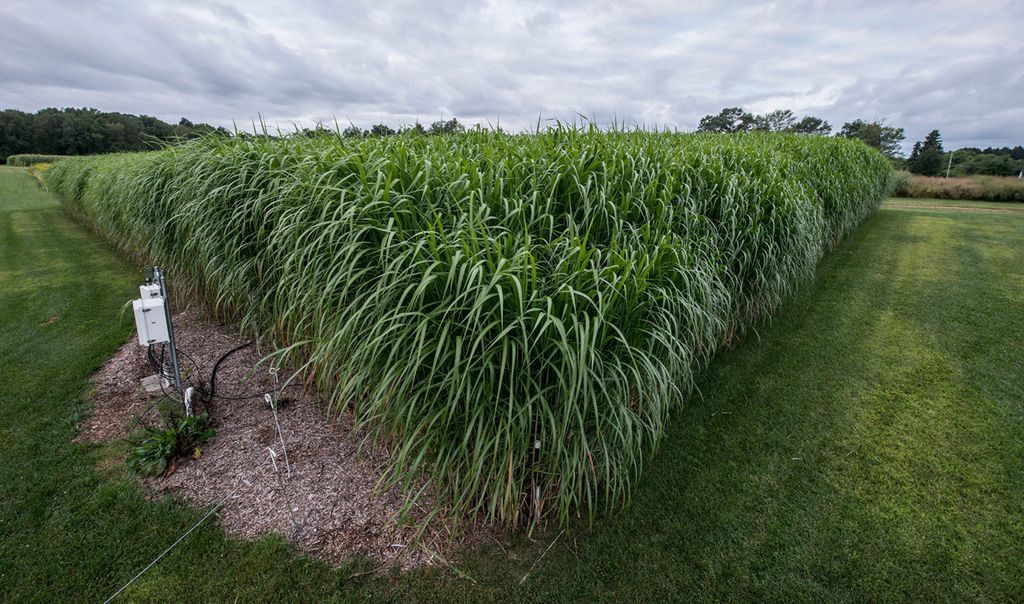 Great Lakes Bioenergy Research Center (GLBRC) tweet media