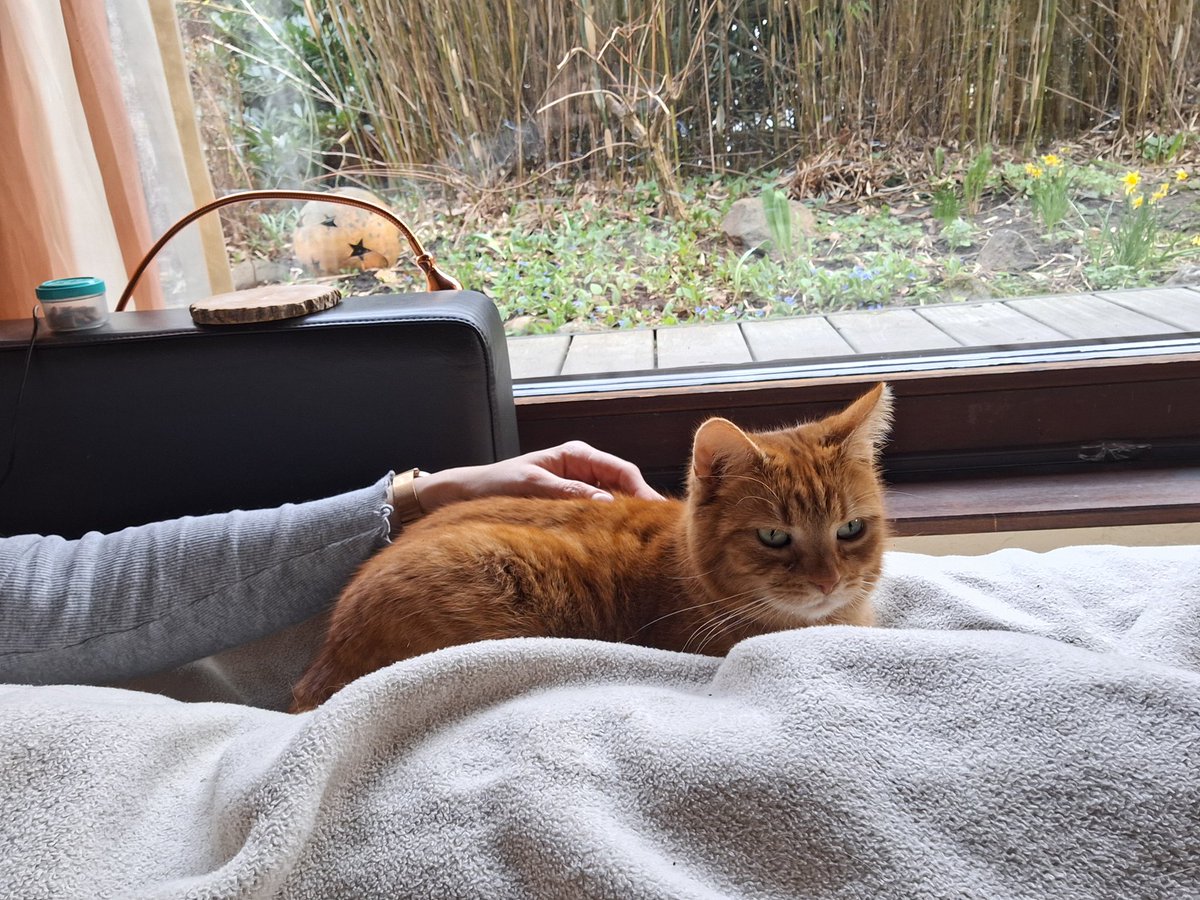 Oscar, Sunny&Barney 🐈🐈 tweet media