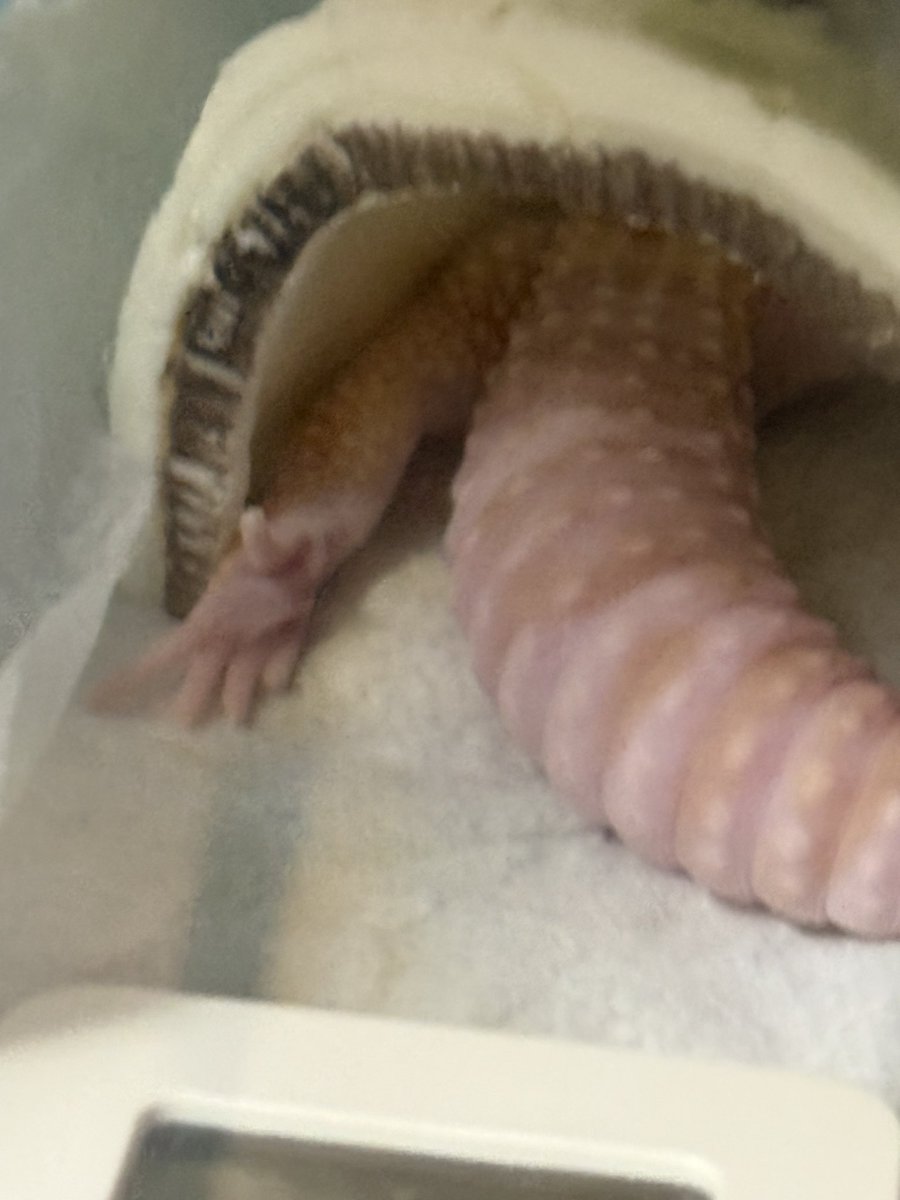 全世界最爱豹纹守宫的人 tweet media