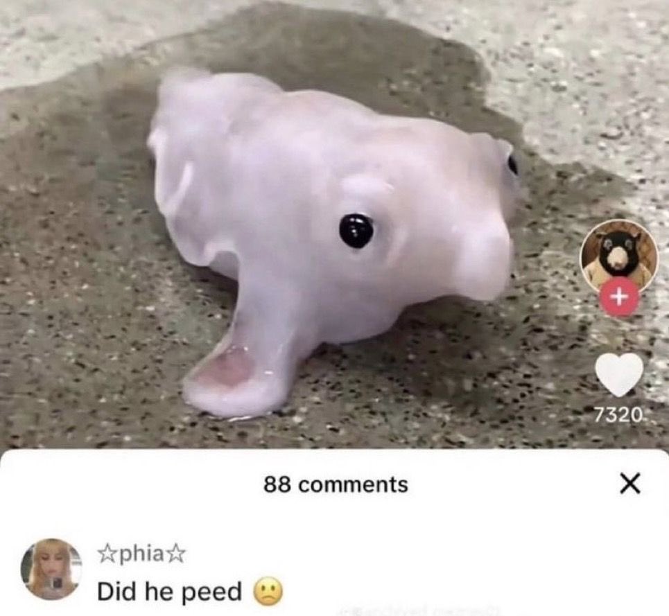 Sentient-Cloud tweet media