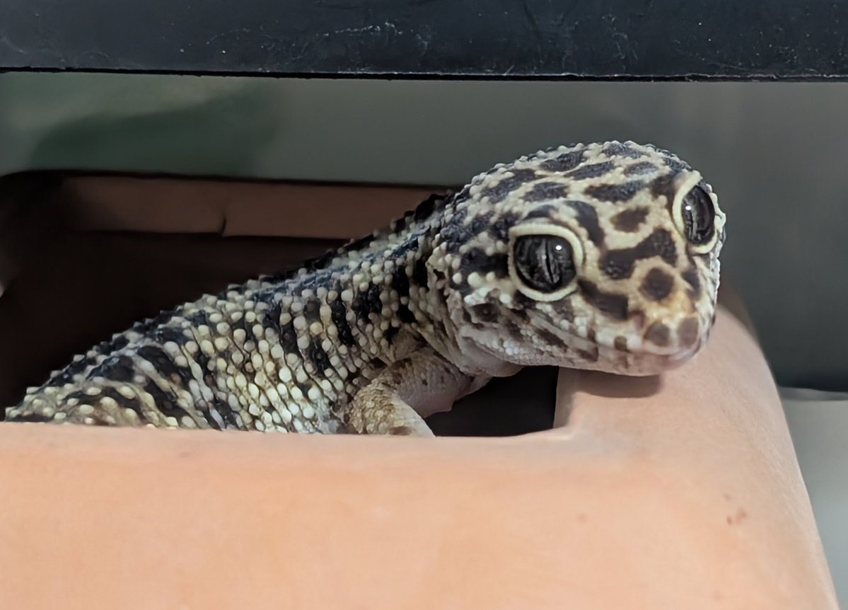 皎月院空狐 tweet media