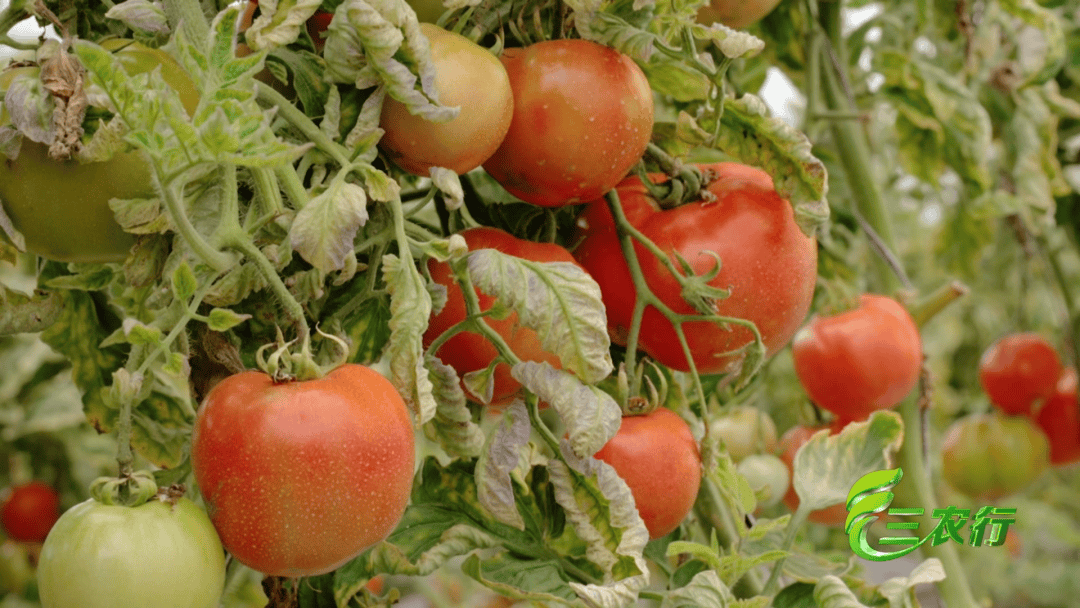 lydialawrence tweet media