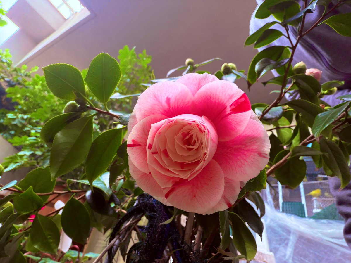 Simone Mori tweet media