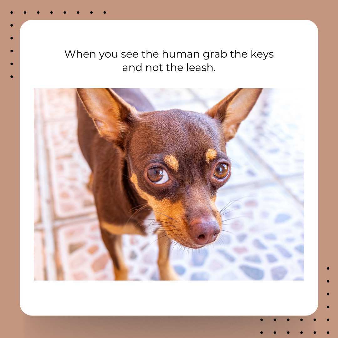 Cornell Riney Canine Health Center tweet media