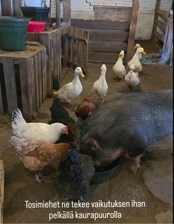 Kari Massinen 🇺🇦 ☮🕊 tweet media