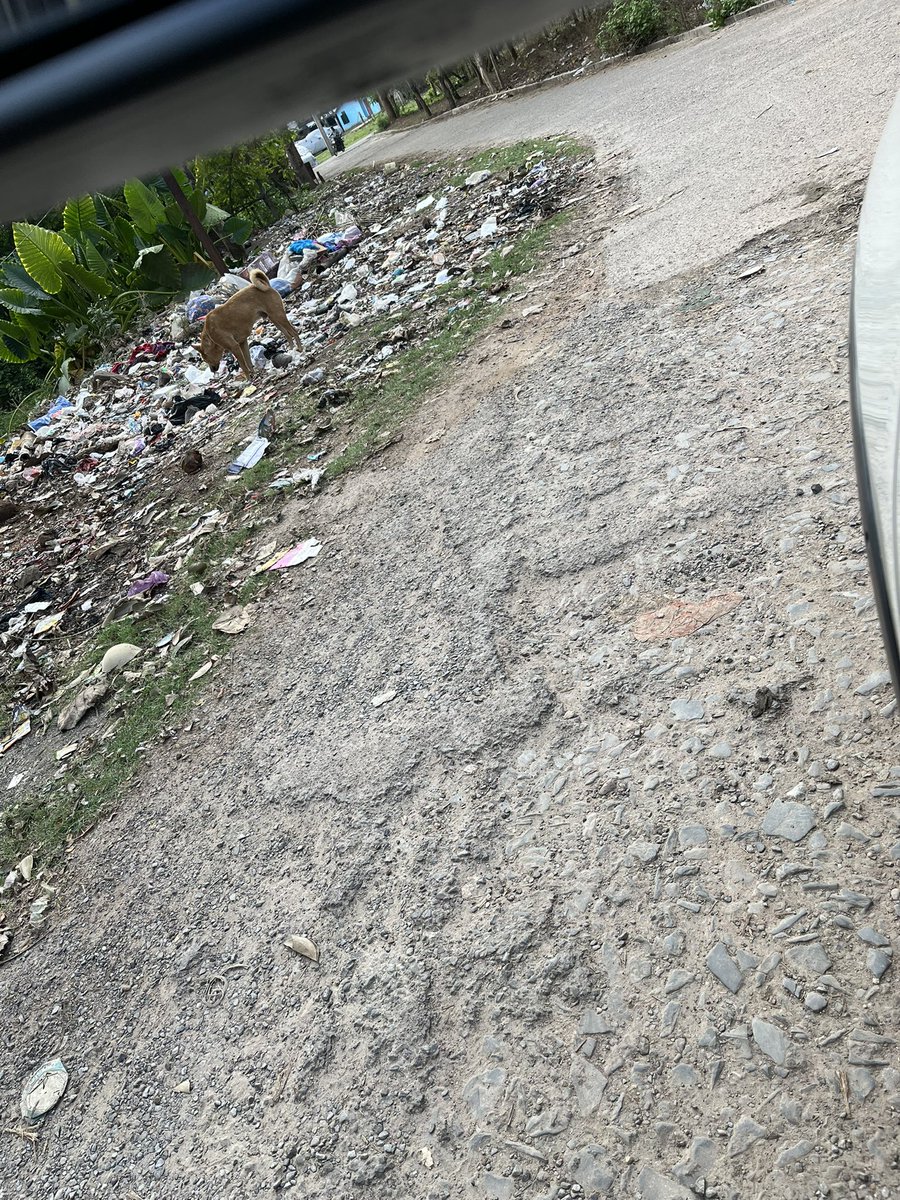 ashitraj_dd85's tweet photo. @SAILsteel Rourkela Government Quarters area all litter no Dustbin no picking up of Garbage @smartcityrkl @RourkelaMC “Smart City” @SwachhBharatGov https://t.co/yg1S8Sgmpo