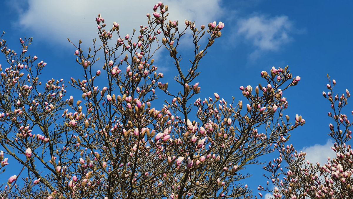 Wilde Wiese tweet media