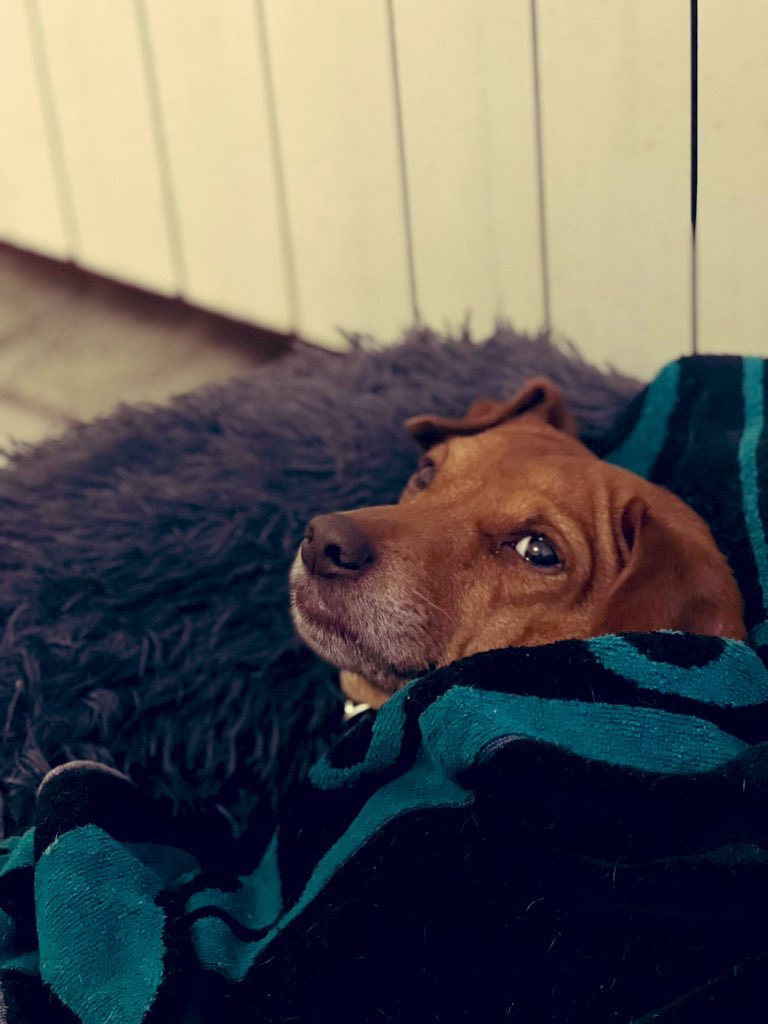 Nik 🇪🇺🇮🇱 🇺🇦 tweet media