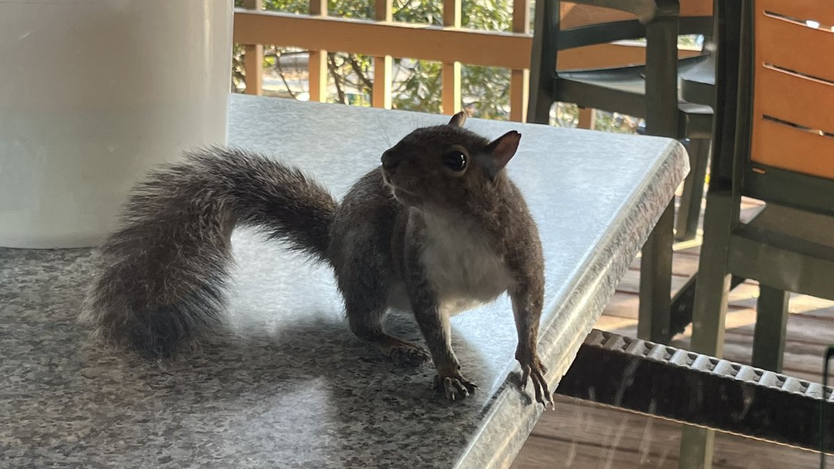 Jeff Musk 🐢 tweet media